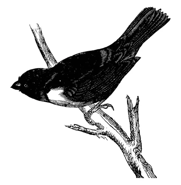 Scarlet Tanager Anche Conosciuto Come Redbird Estivo Alato Nero Disegno — Vettoriale Stock