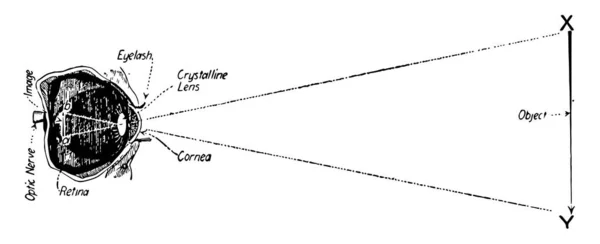 Ілюстрація Представляє Зосередження Очей Єкті Вінтажному Малюнку Лінії Або Гравірувальній — стоковий вектор