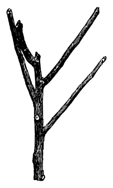 Tento Obrázek Představuje Jak Udělat Prořezávají Strom Vintage Kreslení Čar — Stockový vektor
