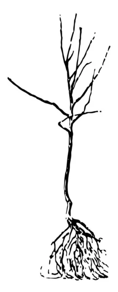 这个插图代表未修剪桃树 这是树修剪的类型 复古线条画或雕刻插图 — 图库矢量图片