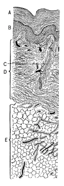 Esta Ilustración Representa Sección Transversal Piel Dibujo Línea Vintage Ilustración — Archivo Imágenes Vectoriales