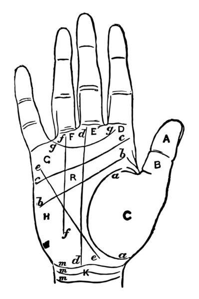 Handlijnkunde Kunst Die Beweert Ontdekken Temperament Vintage Lijntekening Gravure Illustratie — Stockvector