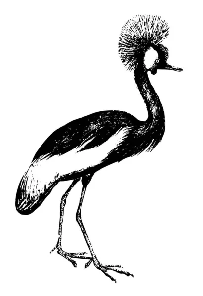 Crane Coroado Essencialmente Aves Migratórias Desenho Linha Vintage Gravura Ilustração —  Vetores de Stock