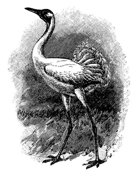 Whooping Crane Pássaro Pastoreio Muito Alto Desenho Linha Vintage Gravura —  Vetores de Stock
