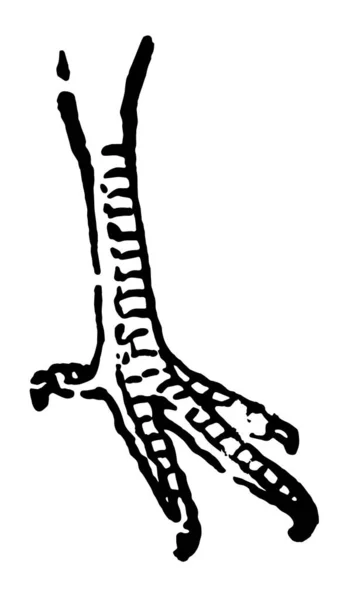 Diese Abbildung Stellt Hühnerfüße Vintage Linienzeichnung Oder Gravierillustration Dar — Stockvektor
