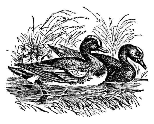 Cette Illustration Représente Wigeon Dessin Ligne Vintage Illustration Gravure — Image vectorielle