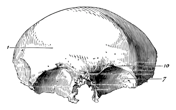Esta Ilustração Representa Osso Frontal Crânio Humano Desenho Linha Vintage — Vetor de Stock
