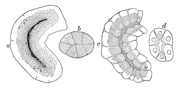 Diagram Surowicze Gruczoły Vintage Rysowania Linii Lub Grawerowanie Ilustracja — Wektor stockowy