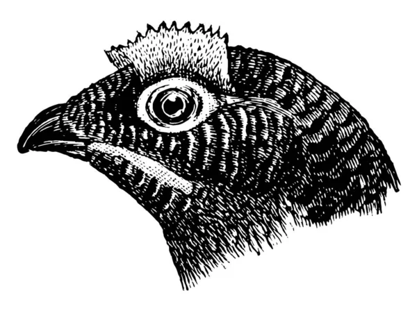 Dit Beeld Vertegenwoordigt Moorfowl Hoofd Vintage Lijntekening Gravure Illustratie — Stockvector