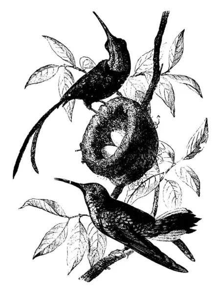 Esta Imagen Representa Topaz Hummingbird Dibujo Línea Vintage Ilustración Grabado — Archivo Imágenes Vectoriales