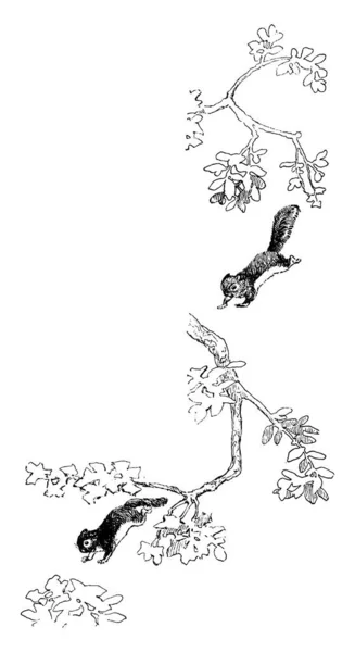 프레임 빈티지 그림에 나무에서 다람쥐 — 스톡 벡터