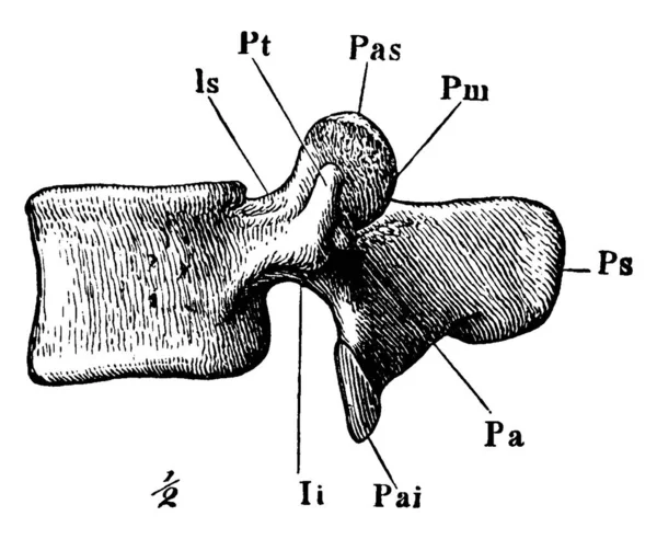 Esta Ilustración Representa Una Vértebra Lumbar Dibujo Línea Vintage Ilustración — Vector de stock