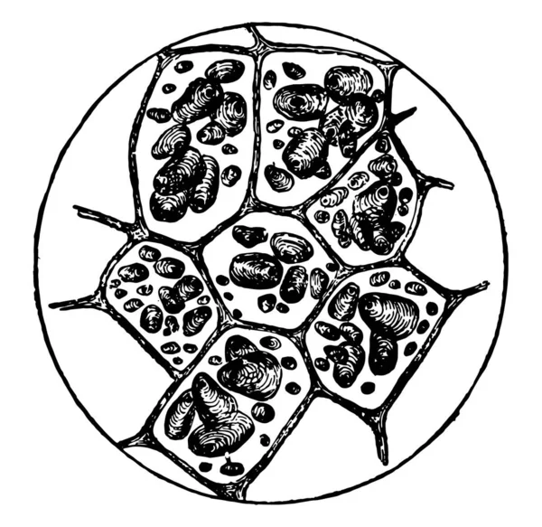 自然条件下淀粉粒的生马铃薯细胞 复古线条画或雕刻插图 — 图库矢量图片