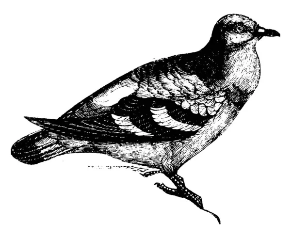 木鸽是板状灰色与蓝绿色和玫瑰颜色的反射 复古线条画或雕刻插图 — 图库矢量图片