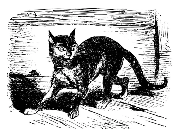 Кошка Ходит Рисует Винтажные Линии Гравирует Иллюстрации — стоковый вектор