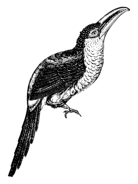 巨嘴鸟与喙的肢体 复古线条画或雕刻插图 — 图库矢量图片