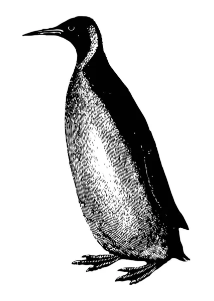 ペンギンは優秀なスイマー ダイバー ビンテージ線画や彫刻イラストです — ストックベクタ