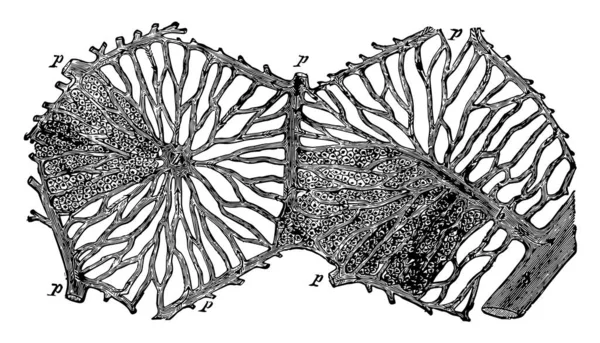 Deze Afbeelding Vertegenwoordigt Hepatische Melkklieren Van Lever Vintage Lijntekening Gravure — Stockvector