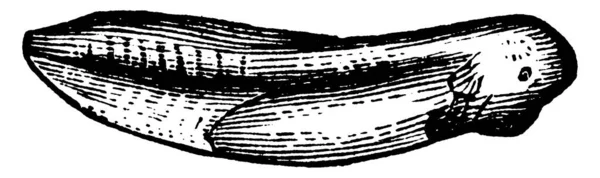 애벌레 단계는 양서류 빈티지 그림의 라이프 사이클에 올챙이 — 스톡 벡터
