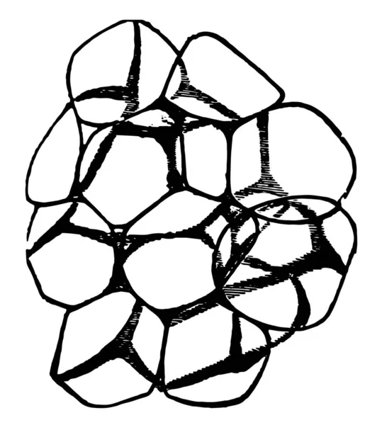 Tejido Graso Tejido Conectivo Fibroso Sin Filtrar Con Grasa Dibujo — Archivo Imágenes Vectoriales