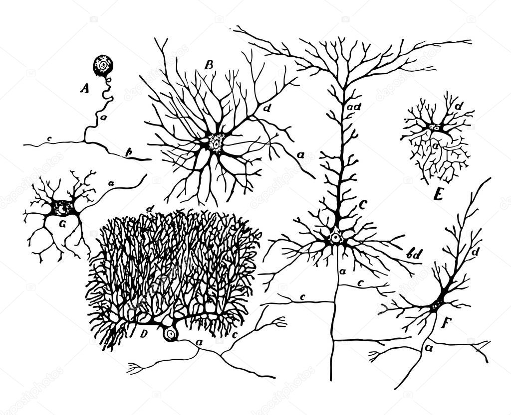 Purkinje cell from cerebellar cortex, vintage line drawing or engraving illustration.
