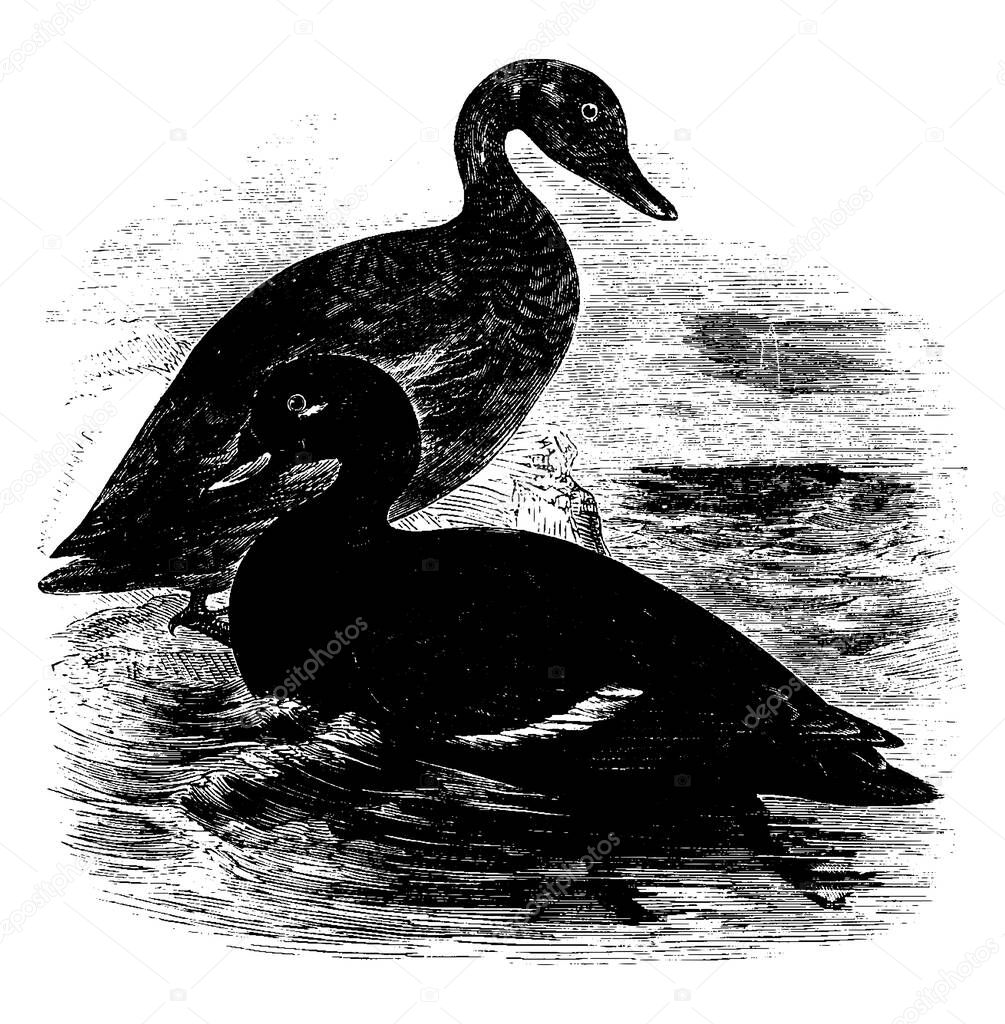 Velvet Scoter is also known as the white winged coot, vintage line drawing or engraving illustration.
