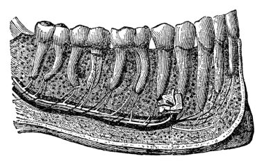 Bu resimde diş, vintage çizgi çizme veya oyma illüstrasyon temsil eder..