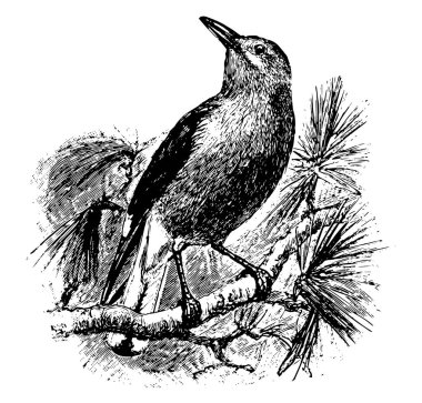 Amerikan Fındıkkıran onun tüyleri gri, çizim veya şekil oyma vintage çizgi ile bir kuştur.