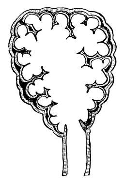 Bu resimde pulmoner lobül, vintage çizgi çizme veya oyma illüstrasyon temsil eder.