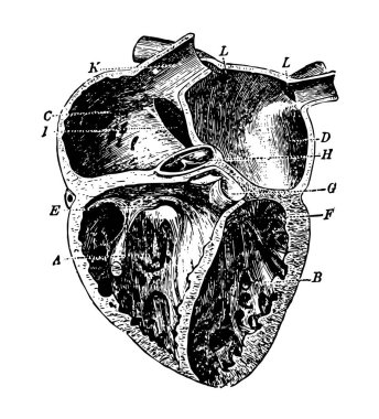 Bu diyagram kalp ve nasıl kan dolaşımını arterler damarları ve kılcal damarlar, vintage çizgi çizme veya oyma illüstrasyon temsil eder