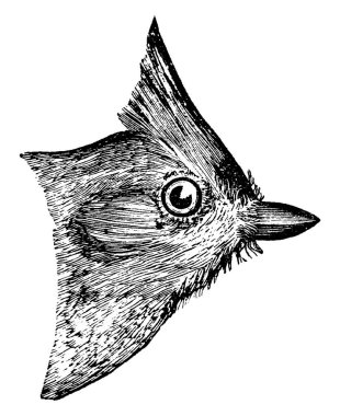 Bu resimde tepeli baştankara, vintage çizgi çizme veya oyma illüstrasyon temsil eder..