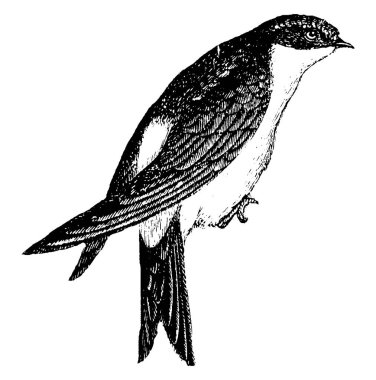 Swallow uzun sivri uçlu kanatları çatallı kuyruğu, vintage çizgi çizme veya oyma illüstrasyon tarafından tanınıyor.