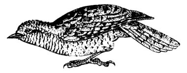 Wryneck is a small but distinctive group of small Old World woodpeckers, vintage line drawing or engraving illustration. clipart