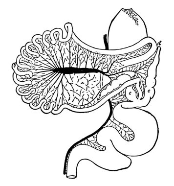 Bu resim bağırsak yolu ile Chauna Chavaria, vintage çizgi çizme veya oyma illüstrasyon temsil eder..