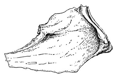 Bu illüstrasyon insan Vomer burun kemiği, vintage çizgi çizme veya oyma illüstrasyon temsil eder..
