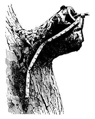 Bu resimde bir bacak, bir ağaç, vintage çizgi çizme veya oyma illüstrasyon saplama temsil eder..