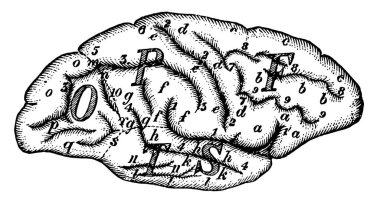 Bir insan beyni, vintage çizgi çizme veya oyma illüstrasyon.