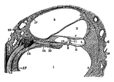 Bu resimde Utricle ve Saccule, vintage çizgi çizme veya oyma illüstrasyon temsil eder.