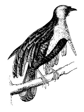 Cennet kuşu tufts birçok sahip veya bu float esintiler, vintage çizgi çizme veya oyma illüstrasyon teller.