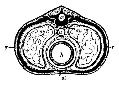 Göğüs bölgesi, vintage çizgi çizme veya oyma illüstrasyon vücutta arasında anılır bir bölümü.