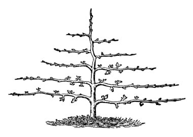 Bu çizimde budama ağacın şekli çizim için yatay, vintage nerede veya illüstrasyon oyma yatay şekillendirilmiş temsil eder..