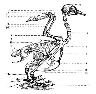 Bu resim kuş iskelet, vintage çizgi çizme veya oyma illüstrasyon temsil eder..