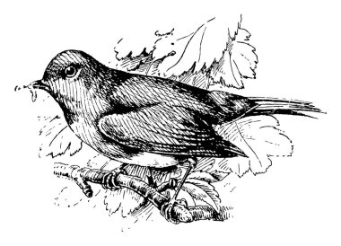 Avrupa Robin eski ardıç kuşu Aile, vintage çizgi çizme veya oyma illüstrasyon üyesi olarak sınıflandırılır küçük bir kuş türüdür.