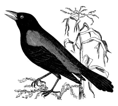 Çok aynı bölge, vintage çizgi çizme veya oyma illüstrasyon paslı karga Blackbird yaşıyor.