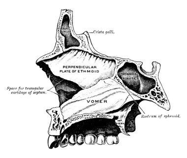 Bu resimde Vomer, vintage çizgi çizme veya oyma illüstrasyon temsil eder..