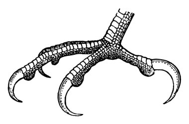 Bir kuş, vintage çizgi çizme veya oyma illüstrasyon pençeleri.