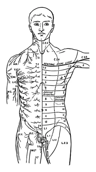 Esta Ilustração Representa Nervos Cutâneos Desenho Linha Vintage Gravura Ilustração — Vetor de Stock