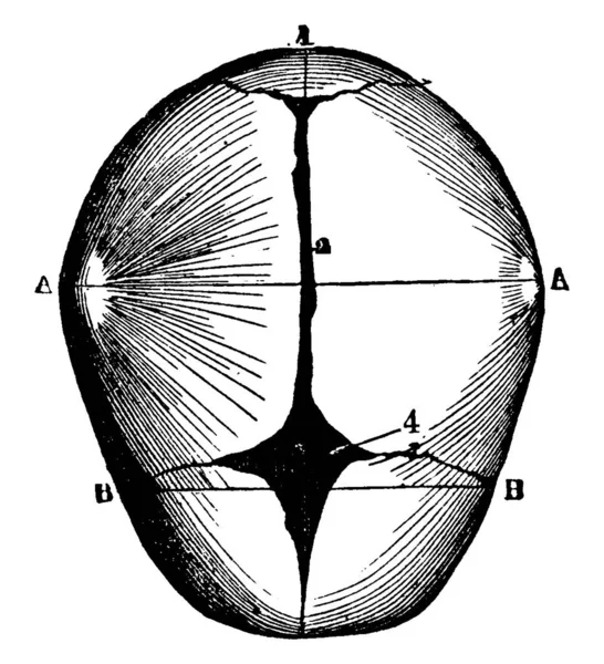 Esta Ilustración Representa Cráneo Humano Nacer Dibujo Línea Vintage Ilustración — Archivo Imágenes Vectoriales