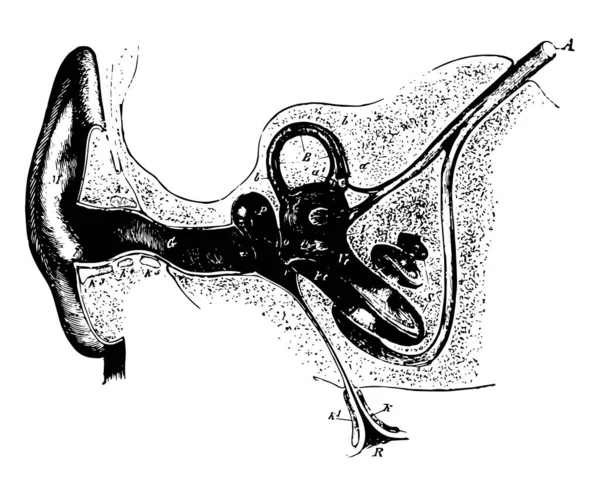 Иллюстрация Представляет Собой Раздел Через Правое Ухо Рисунок Винтажной Линии — стоковый вектор