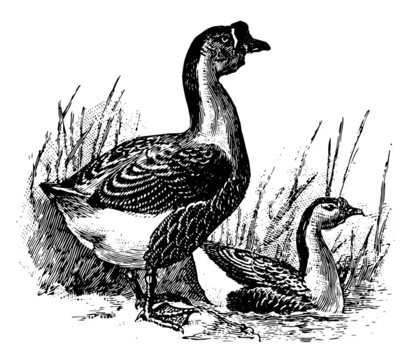 Dit Beeld Vertegenwoordigt Chinese Goose Vintage Lijntekening Gravure Illustratie — Stockvector